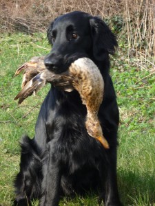 ~~~* Kennel Huntlover's*~~~ Erix Grass Dancer  ~~~